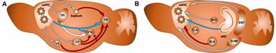 A Critical Period for Prefrontal Network Configurations Underlying Psychiatric Disorders and Addiction